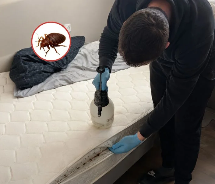 Technicien traitant un matelas contre les punaises de lit à Gagny
